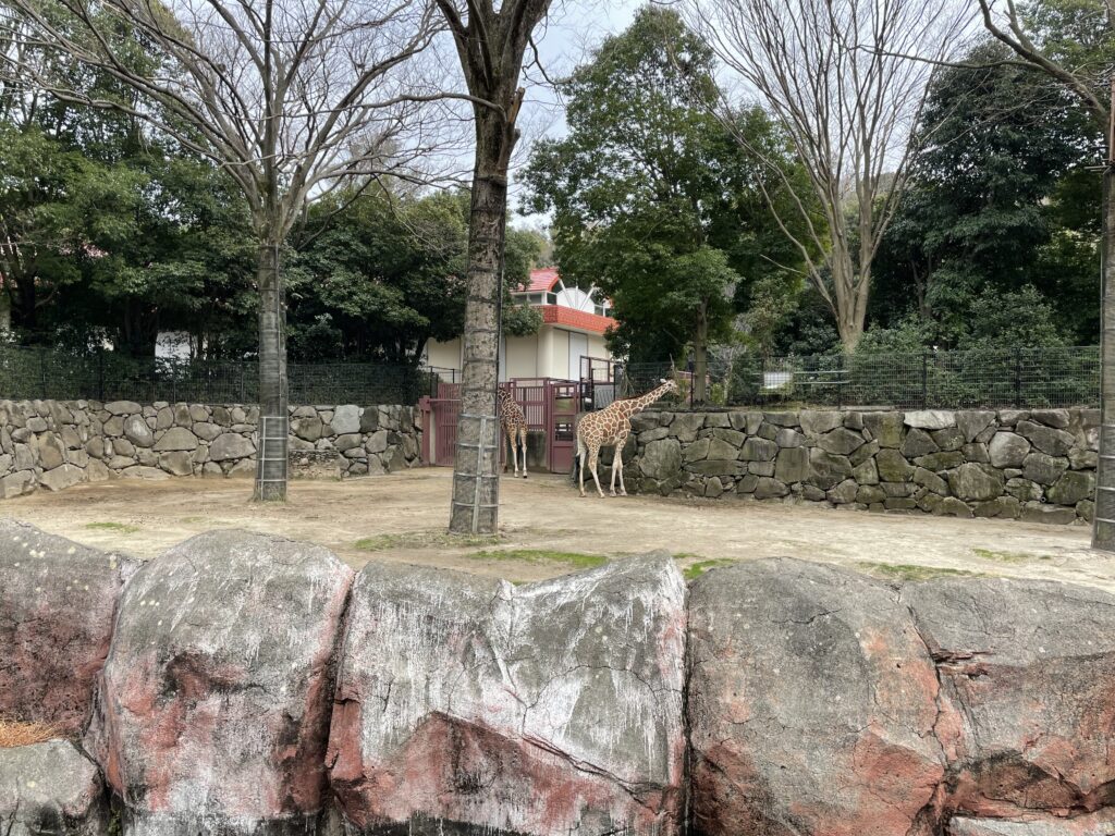 金沢動物園のキリン